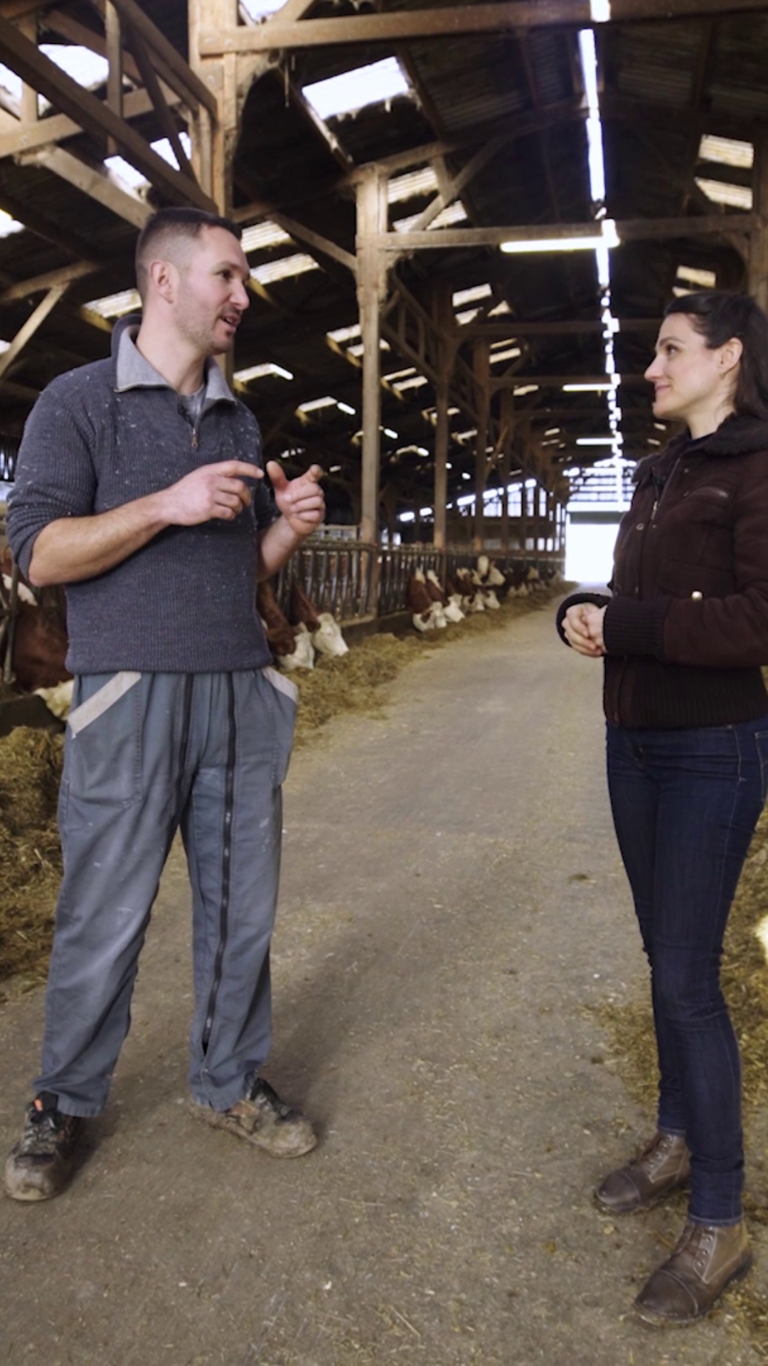 Alimentation des vaches laitières : quel maïs fourrage choisir ?